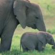 All’inizio l’elefante aveva un naso piccolo come tutti gli altri animali. Un giorno un elefante di nome Kuki, che era un po’ bugiardo, fece un brutto scherzo alla sua amica […]