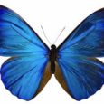 Il ciclo vitale delle farfalle: Una farfalla comincia la sua vita come un uovo. Segue la fase di larva. Le larva della farfalla  sono chiamate bruchi. I bruchi mangiano le foglie […]