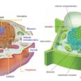La cellula è la più piccola parte che compone ogni essere vivente. La cellula può essere sia la cellula animale e sia la cellula vegetale.  La cellula animale contiene: membrana […]