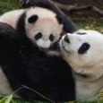 Il panda è noto alla tradizione cinese fin dalle epoche più remote e grazie al suo innato carisma è sempre stato al centro di particolari attenzioni da parte del popolo […]