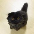 TOP 4 GIMO Gimo è una razza di gatto unica al mondo, è adorabile: ha due occhioni enormi e pelo nero, è bellissimo! Costa ben 700 euro!! Le sue foto […]