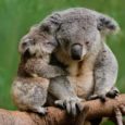 HABITAT Il koala vive nelle foreste  dell’Australia orientale, dove circa 600 specie di eucalipto formano il principale tipo di vegetazione. Un tempo le foreste ricoprivano le terre comprese tra la […]