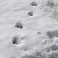 Nell’inverno del 1885, nel sud-ovest dell’ Inghilterra, si verificò un fenomeno unico e spaventoso: la mattina successiva a una pesante nevicata, gli abitanti del luogo trovarono una lunghissima fila di impronte, […]