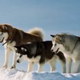L’ Husky è un cane che si trova nel Nord Europa tra il ghiaccio e il freddo. Gli husky possono prendersi cura di un bimbo piccolo perché trattano i vostri […]