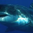 Lo squalo bianco è il pesce più temuto dall’uomo  perché ha fatto tante vittime umane. Vive in tutti  gli  oceani, nelle basse acque costiere temperate e tropicali, compreso il Mar […]