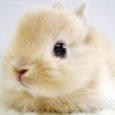 Con il termine coniglio si definisce un gruppo di animali  appartenente alla famiglia dei leporidi,  anche se il termine viene spesso usato per indicare la specie coniglio europeo. Si distinguono dalle lepri per varie […]