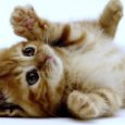Il gatto domestico (felis catus o felis silvestris catus) è un mammifero carnivoro. Tra essi si contano una cinquantina di razze differenti. Il gatto è un predatore di piccoli animali, specialmente roditori. Per […]