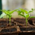 Se avete cliccato su questo articolo vuol dire che amate la natura e rispettate l’ambiente che purtroppo sta morendo ╯︿╰ , ma per aiutare le piante a crescere più velocemente  […]