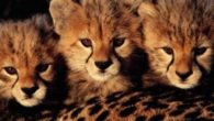 Il ghepardo, Acinonyx jubatus, è un mammifero carnivoro della famiglia dei felidi. Il ghepardo è l’unica specie vivente di Acinonyx. Un tempo diffuso nelle savane Africane e Asiatiche, ora residente […]