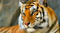 La tigre Panthera tigris è un mammifero della famiglia dei felidi. Vive soprattutto in giungle o foreste caratterizzate dal clima umido e temperato. La loro pelliccia è molto pregiata ma non è […]