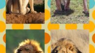 Il leone  phantera leo, abita soprattutto la savana dove il clima è arido e accaldato. I leoni vivono in branco, dove solitamente è la leonessa che caccia. Il leone è un […]