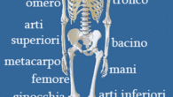 Anatomicamente un osso è costituito  da una superficie esterna compatta, molto dura e resistente, e da un interno che è spugnoso nei rettili e nei mammiferi, contenente tessuto mollo detto […]