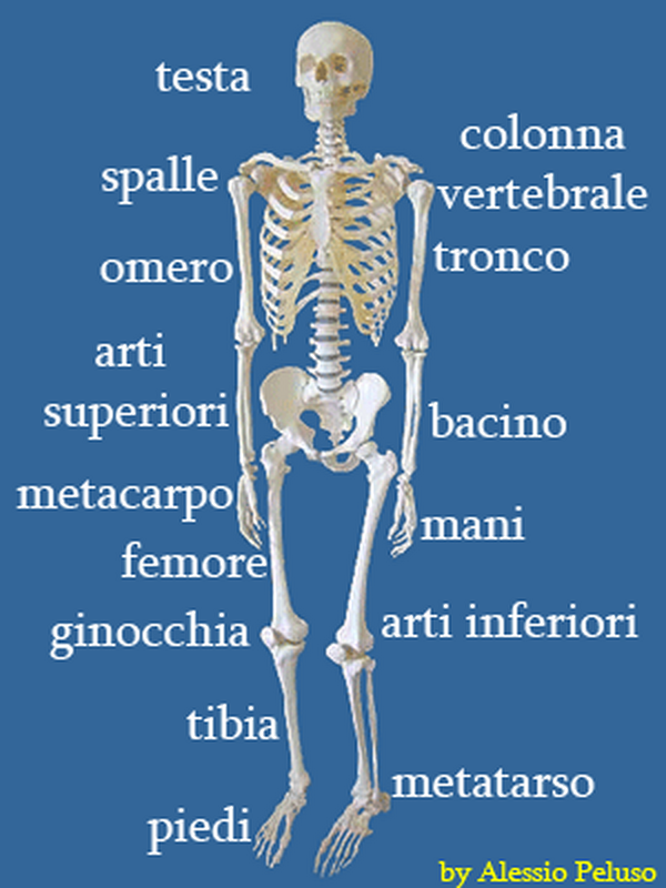 Il Corpo Umano Le Ossa