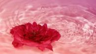 L’acqua e la rosa L’acqua è una cosa fresca e quando la bevi ti rinfresca. L’acqua scorre impetuosa e dal cespuglio cresce una rosa. L’acqua coglie la rosa e la […]