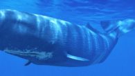 Il Capodoglio è un tipo di balena molto grande che può raggiungere i 18 metri di lunghezza. Inoltre, è la balena più grande tra tutti gli odontoceti. Questo animale  è […]