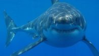 Lo squalo bianco può arrivare fino a 7 metri, e in pochi casi di più, e può pesare dalle 2 alle 3 tonnellate. Non vive nel  mar Mediterranneo ma nel nord […]