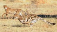 Il ghepardo, anche detto Gattopardo, è l’animale più veloce al mondo, può essere lungo sino a 1,50 m e la coda di 75 cm, ha il muso corto, la testa tondeggiante […]