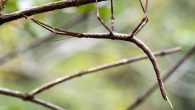 Caratteristiche e particolari L’ insetto stecco ricorda propio un piccolo ramo: il corpo allungato, esile e slanciato, le zampe lunghe e flessibili. Sono bravissimi mimetizzatori e il colore del loro […]