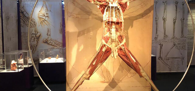 Il “Real Bodies Museum” è un museo di anatomia umana con corpi umani, offerti da famiglie asiatiche motivo per cui i corpi di statura sono molto piccini rispetto al normale. […]