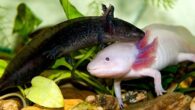 L’axolotl e’ una salamandra ​neotenica cioè che mantiene caratteristiche tipiche della larva anche da adulto. La vita di un axolotl può durare ben 10 anni se vengono trattati von cura. […]